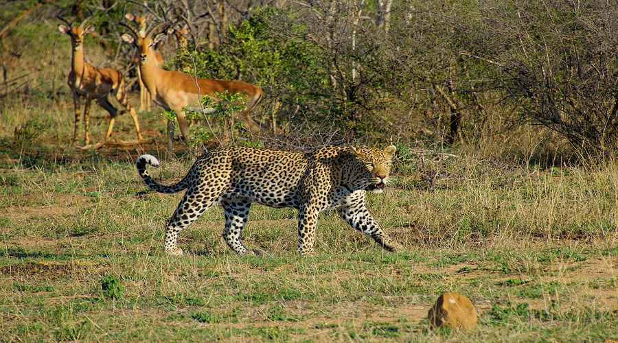 Tanzania Best All-Inclusive Wildlife Safari Adventures